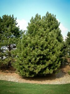 Сосна Чёрная (Pinus Nigra) купить по цене от 270.00р. в интернет-магазине «Посадика» с доставкой почтой в в Йошкар-Олае и по всей России – [изображение №1].