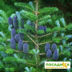 Пихта корейская (Abies koreana) купить по цене от 450.00р. в интернет-магазине «Посадика» с доставкой почтой в в Йошкар-Олае и по всей России – [изображение №1].