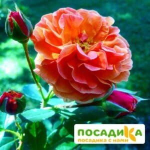 Роза Арабия купить по цене от 350.00р. в интернет-магазине «Посадика» с доставкой почтой в в Йошкар-Олае и по всей России – [изображение №1].