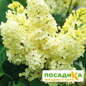 Сирень Примроуз (Primrose) купить по цене от 529.00р. в интернет-магазине «Посадика» с доставкой почтой в в Йошкар-Олае и по всей России – [изображение №1].