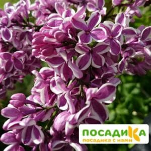 Сирень Сенсация купить по цене от 529.00р. в интернет-магазине «Посадика» с доставкой почтой в в Йошкар-Олае и по всей России – [изображение №1].