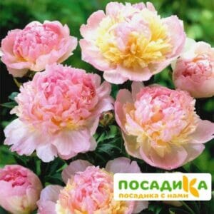 Пион Распберри Сандей (Paeonia Raspberry Sundae) купить по цене от 959р. в интернет-магазине «Посадика» с доставкой почтой в в Йошкар-Олае и по всей России – [изображение №1].