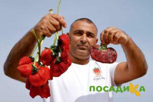 Клубника Гигант Джорнея купить по цене от 266р. в интернет-магазине «Посадика» с доставкой почтой в в Йошкар-Олае и по всей России – [изображение №1].
