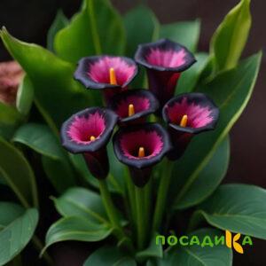 Калла Аура Лейс купить по цене от 400р. в интернет-магазине «Посадика» с доставкой почтой в в Йошкар-Олае и по всей России – [изображение №1].