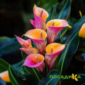 Калла Оникс купить по цене от 450р. в интернет-магазине «Посадика» с доставкой почтой в в Йошкар-Олае и по всей России – [изображение №1].