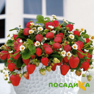 Клубника Рубиновый Шепот (горшечная) купить по цене от 240р. в интернет-магазине «Посадика» с доставкой почтой в в Йошкар-Олае и по всей России – [изображение №1].
