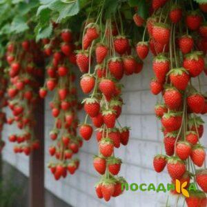 Клубника вьющаяся Комплимент купить по цене от 470р. в интернет-магазине «Посадика» с доставкой почтой в в Йошкар-Олае и по всей России – [изображение №1].