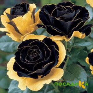 Роза Ханни Сикл купить по цене от 700р. в интернет-магазине «Посадика» с доставкой почтой в в Йошкар-Олае и по всей России – [изображение №1].