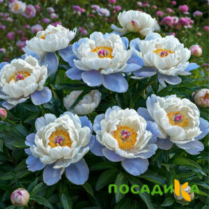Пион акварельный Этюд купить по цене от 806р. в интернет-магазине «Посадика» с доставкой почтой в в Йошкар-Олае и по всей России – [изображение №1].