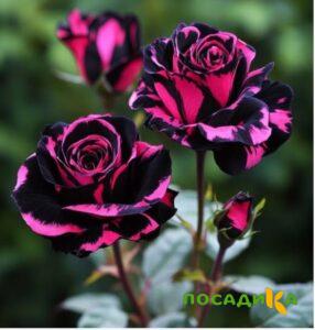 Роза Багровый Шепот купить по цене от 366р. в интернет-магазине «Посадика» с доставкой почтой в в Йошкар-Олае и по всей России – [изображение №1].