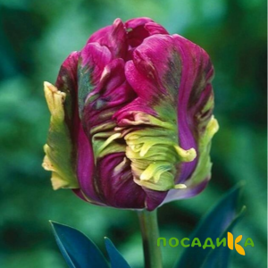 Тюльпан Экзотик Хэвен купить по цене от 186р. в интернет-магазине «Посадика» с доставкой почтой в в Йошкар-Олае и по всей России – [изображение №1].